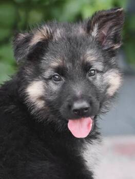 Clyde von Isabelle -  German Shepherd Dog Dog for Adoption in Los Angeles, California - Clyde Von Isabelle | PetCurious