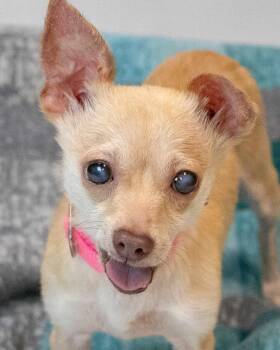 Milly -  Chihuahua Dog for Adoption in Kennesaw, Georgia - Milly | PetCurious