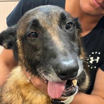 Titan -  Belgian Shepherd Malinois Dog for Adoption in Evensville, Tennessee - Titan | PetCurious