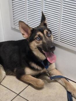 Noelle -  Husky and German Shepherd Dog Dog for Adoption in Parma, Ohio - Noelle | PetCurious