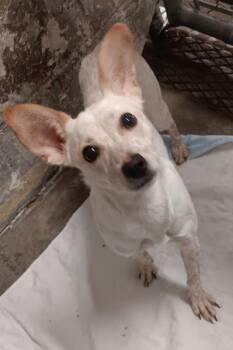 Blossom -  Chihuahua Dog for Adoption in Aurora, Illinois - Blossom | PetCurious