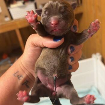 Stonya -  Mixed Breed Dog for Adoption in North Myrtle Beach, South Carolina - Stonya | PetCurious