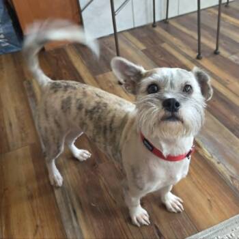 Miniature Schnauzer Dogs Available for Adoption in Loveland, Colorado - SNICKERS | PetCurious