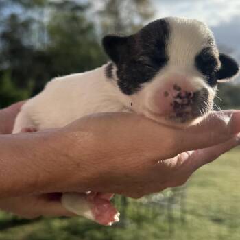 Mixed Breed Dogs Available for Adoption in Helena, Alabama - Rosie | PetCurious