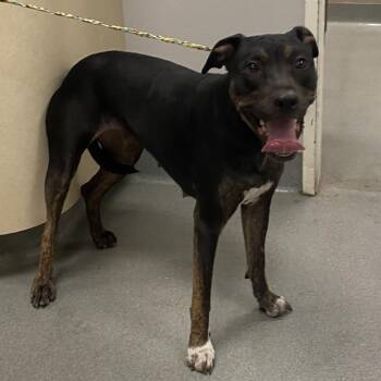 Syrup Keffler -  Pit Bull Terrier and Shepherd Dog for Adoption in Westminster, California - Syrup Keffler | PetCurious