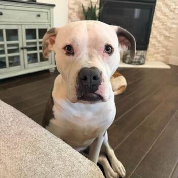 Tito -  Pit Bull Terrier Dog for Adoption in Dallas, Texas - Tito | PetCurious