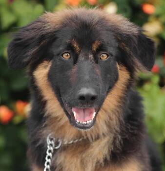 German Shepherd Dog Dogs Available for Adoption in Los Angeles, California - Juno Von Geldern | PetCurious