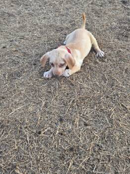 Waffles -  Chihuahua Dog for Adoption in Pittsburgh, Pennsylvania - Waffles | PetCurious