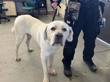Rescue Great Pyrenees and Mixed Breed Dogs for Adoption in Camarillo, California - FALKOR | PetCurious