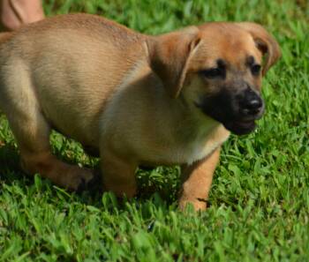 Luke Skywalker (D2015) -  Dachshund and Mixed Breed Dog for Adoption in Gloucester Point, Virginia - Luke Skywalker (D2015) | PetCurious