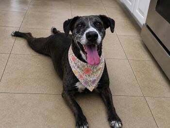 Bluebonnet -  Plott Hound and Catahoula Leopard Dog Dog for Adoption in Austin, Texas - Bluebonnet | PetCurious