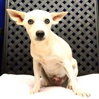 Elio -  Chihuahua Dog for Adoption in Fort Davis, Texas - Elio | PetCurious