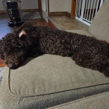 Poodle Dogs Available for Adoption in Shelby, North Carolina - Hershey | PetCurious
