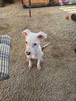 Pearl -  Terrier Dog for Adoption in Berlin, New Jersey - Pearl | PetCurious
