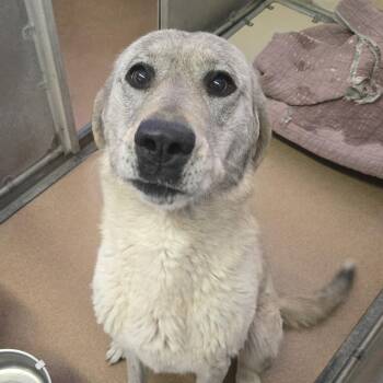 Freya -  Great Pyrenees and Mixed Breed Dog for Adoption in Murray, Utah - Freya | PetCurious