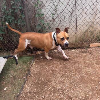 Pit Bull Terrier Dogs Available for Adoption in Austin, Texas - Monkey | PetCurious