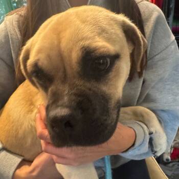 Rescue Mixed Breed Dogs for Adoption in San Francisco, California - Pugsley Addams | PetCurious