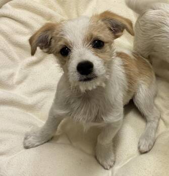 Rex -  Terrier Dog for Adoption in Mason City, Iowa - Rex | PetCurious
