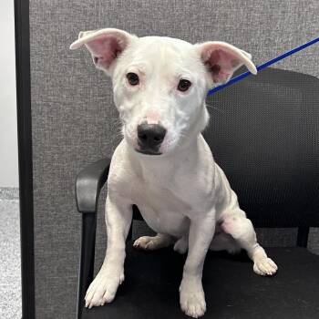 Mixed Breed Dogs Available for Adoption in Greenville, South Carolina - Yin | PetCurious
