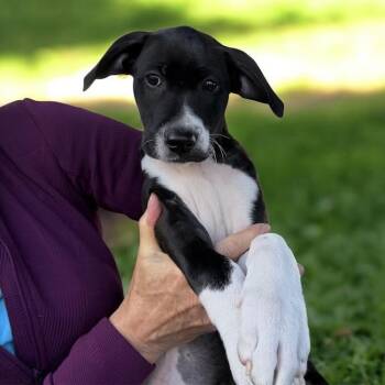 Border Collie and Terrier Dogs Available for Adoption in San Diego, California - Monet Pup - Turner | PetCurious