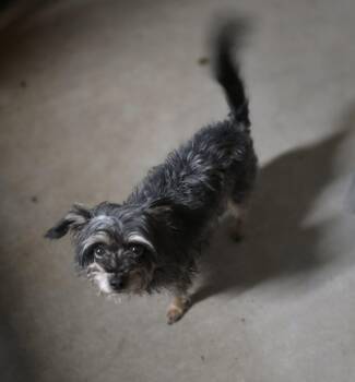 Cairn Terrier Dogs Available for Adoption - Jewels | PetCurious