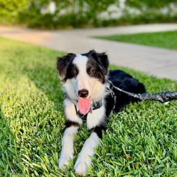 Border Collie Dogs Available for Adoption in The Woodlands, Texas - Argus | PetCurious