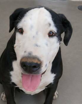 Hansel -  American Staffordshire Terrier Dog for Adoption in Kingman, Arizona - Hansel | PetCurious