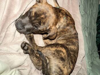 Pit Bull Terrier and Boxer Dogs Available for Adoption - Chunk 2026-68 | PetCurious