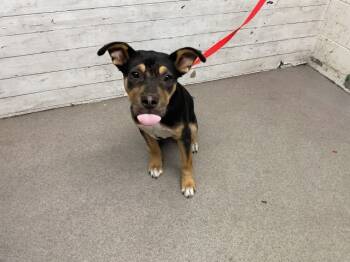 Rescue Pit Bull Terrier Dogs for Adoption in San Bernardino, California - THOR | PetCurious