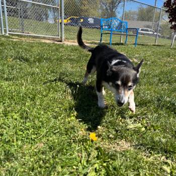 Kingston -  Cardigan Welsh Corgi Dog for Adoption in Marshalltown, Iowa - Kingston | PetCurious