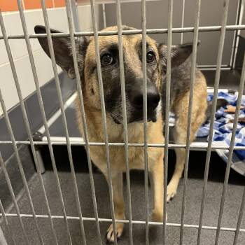 Katana -  German Shepherd Dog Dog for Adoption in Cedar Rapids, Iowa - Katana | PetCurious