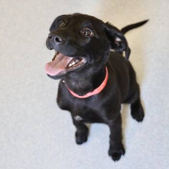 Labrador Retriever Dogs Available for Adoption in Briarcliff Manor, New York - Lassie | PetCurious