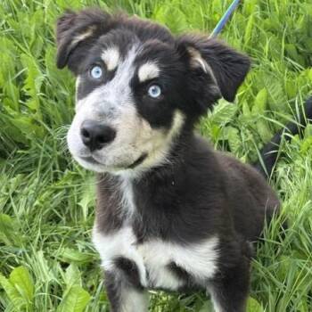 Rocket -  Bernese Mountain Dog Dog for Adoption in Winnipeg, Manitoba - Rocket | PetCurious