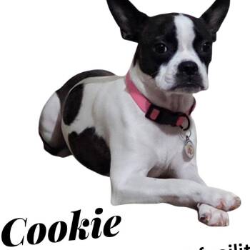 AVAILABLE  8/30 COOKIE -  Boston Terrier and None Dog for Adoption in Loves Park, Illinois - AVAILABLE  8/30 COOKIE | PetCurious