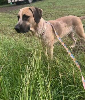 Theo -  Mixed Breed Dog for Adoption in Georgetown, South Carolina - Theo | PetCurious
