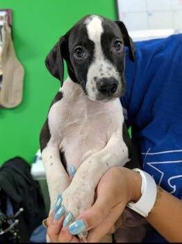 Pretty Boy -  Australian Shepherd and Terrier Dog for Adoption in Newburgh, Indiana - Pretty Boy | PetCurious
