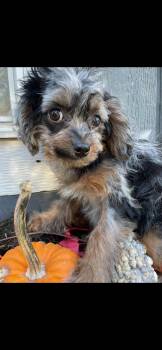 Pebbles -  Cavapoo and Yorkshire Terrier Dog for Adoption in Lincoln University, Pennsylvania - Pebbles | PetCurious
