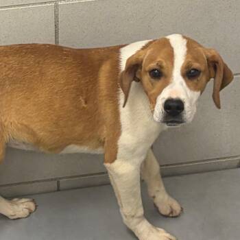 Hound and Labrador Retriever Dogs Available for Adoption in Nashville, Tennessee - Fraya | PetCurious