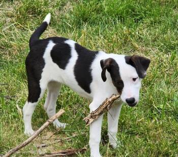 Rescue Mixed Breed Dogs for Adoption in East Peoria, Illinois - Lyric | PetCurious