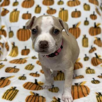 Rescue Labrador Retriever Dogs for Adoption in St. Peters, Missouri - Kincaid | PetCurious