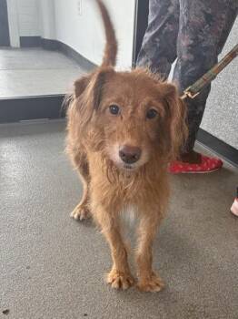 Mango Sticky Rice -  Mixed Breed Dog for Adoption in West Chester, Pennsylvania - Mango Sticky Rice | PetCurious