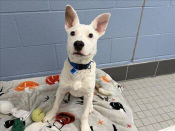 Pit Bull Terrier and Mixed Breed Dogs Available for Adoption in Loveland, Colorado - T-REX | PetCurious