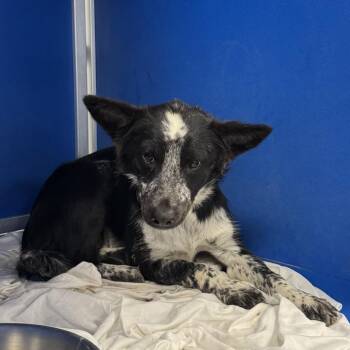 111902 -  Mixed Breed Dog for Adoption in Las Cruces, New Mexico - 111902 | PetCurious