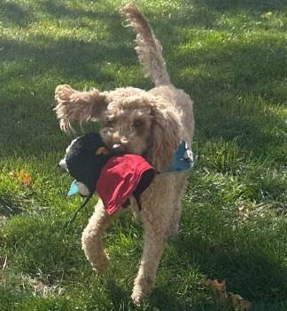 Captain Coco -  Standard Poodle Dog for Adoption in Salt Lake City, Utah - Captain Coco | PetCurious