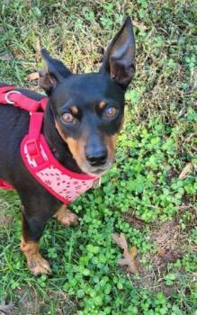 Rescue Miniature Pinscher Dogs for Adoption in Mocksville, North Carolina - Bravo | PetCurious