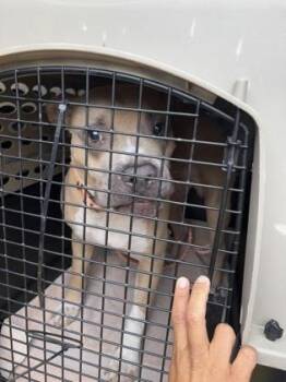 American Staffordshire Terrier and Mixed Breed Dogs Available for Adoption in West Chester, Pennsylvania - Pancho | PetCurious