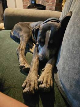 Rescue Mixed Breed Dogs for Adoption in Bowdoin, Maine - Jack | PetCurious
