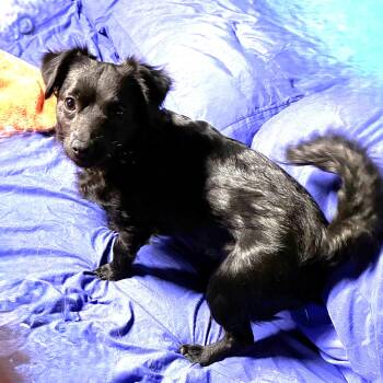 Chihuahua and Maltese Dogs Available for Adoption - NACHO CHEESE | PetCurious