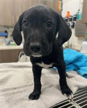 Labrador Retriever Dogs Available for Adoption in Baytown, Texas - EMBER | PetCurious