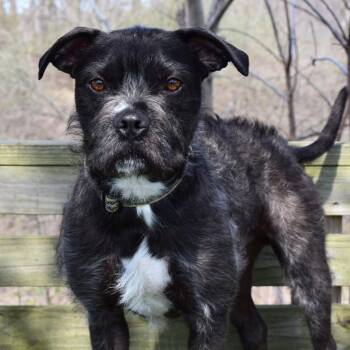 Terrier Dogs Available for Adoption - Mac | PetCurious